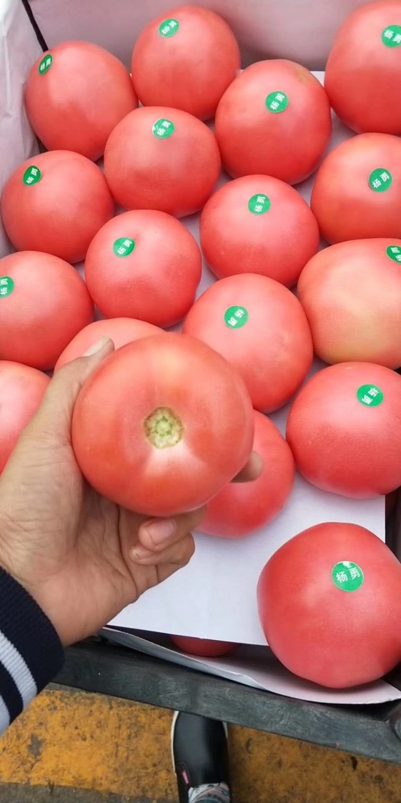 西红柿，质量好，价格便宜，硬度好，适合各大市场