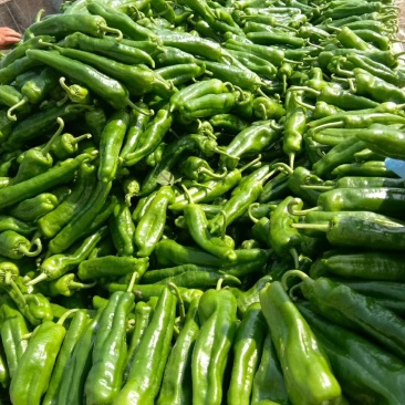 青椒，301青椒，苏椒，线椒，泡椒