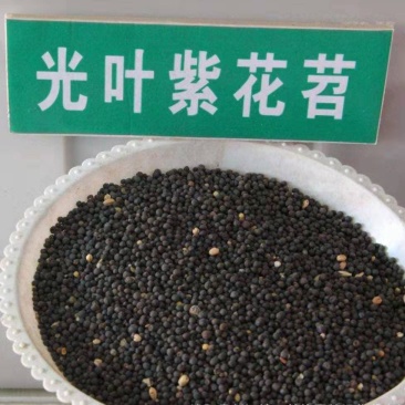 光叶紫花苕绿肥牧草种子牧草种种子保证芽率