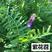 光叶紫花苕绿肥牧草种子牧草种种子保证芽率