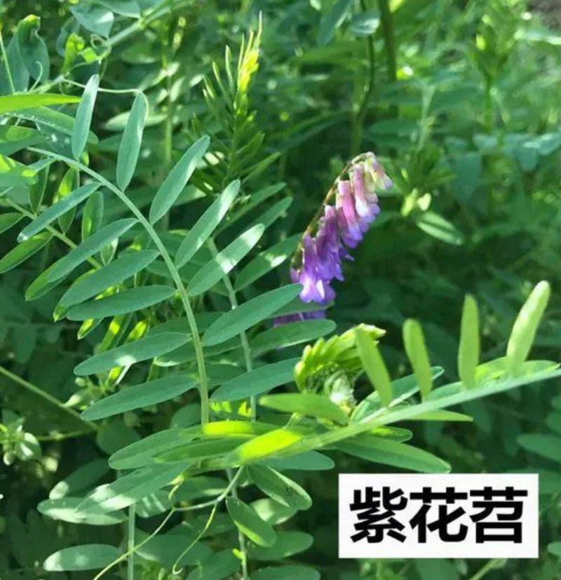 光叶紫花苕绿肥牧草种子牧草种种子保证芽率