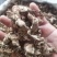 金蝉花蝉花供应上千种中药材