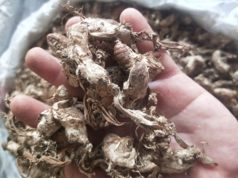 金蝉花蝉花供应上千种中药材