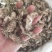 金蝉花蝉花供应上千种中药材