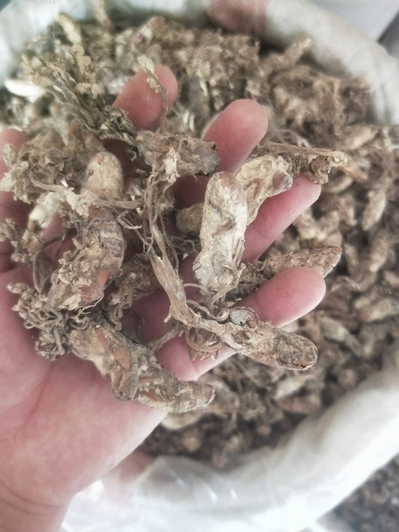 金蝉花蝉花供应上千种中药材