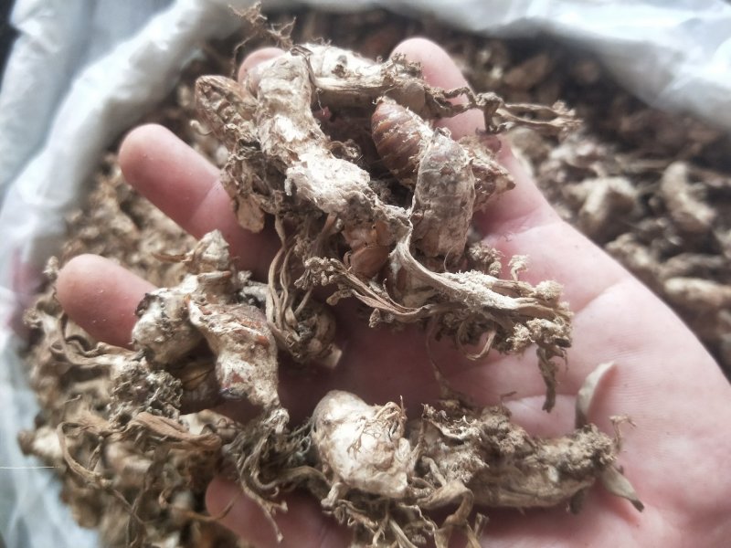 金蝉花蝉花供应上千种中药材