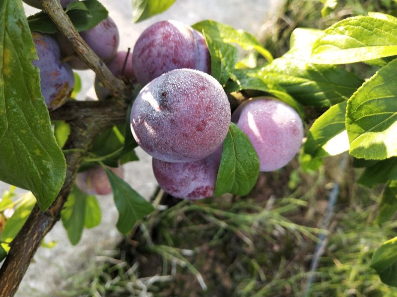 四川苍溪脆红李，果农大量供应