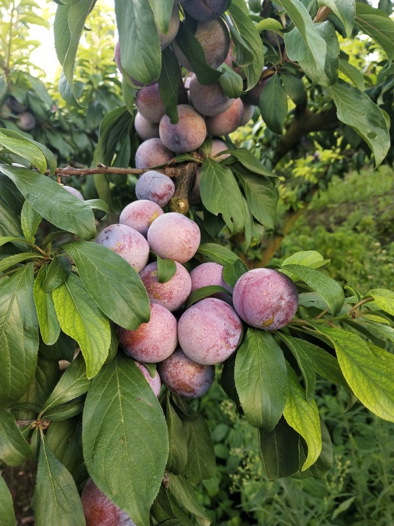 四川苍溪脆红李，果农大量供应