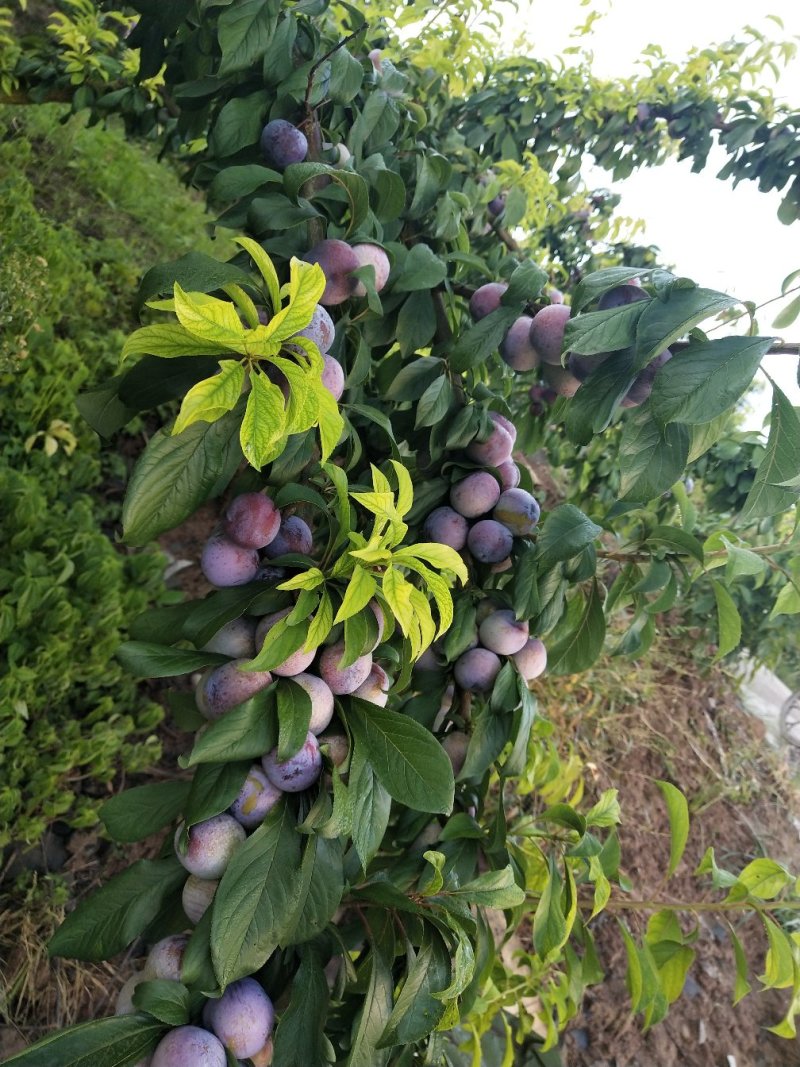 四川苍溪脆红李，果农大量供应