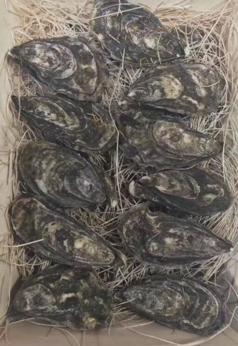 墨西哥博卡娜生蚝12只/件