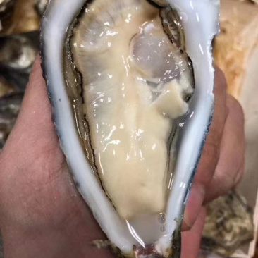 墨西哥博卡娜生蚝12只/件