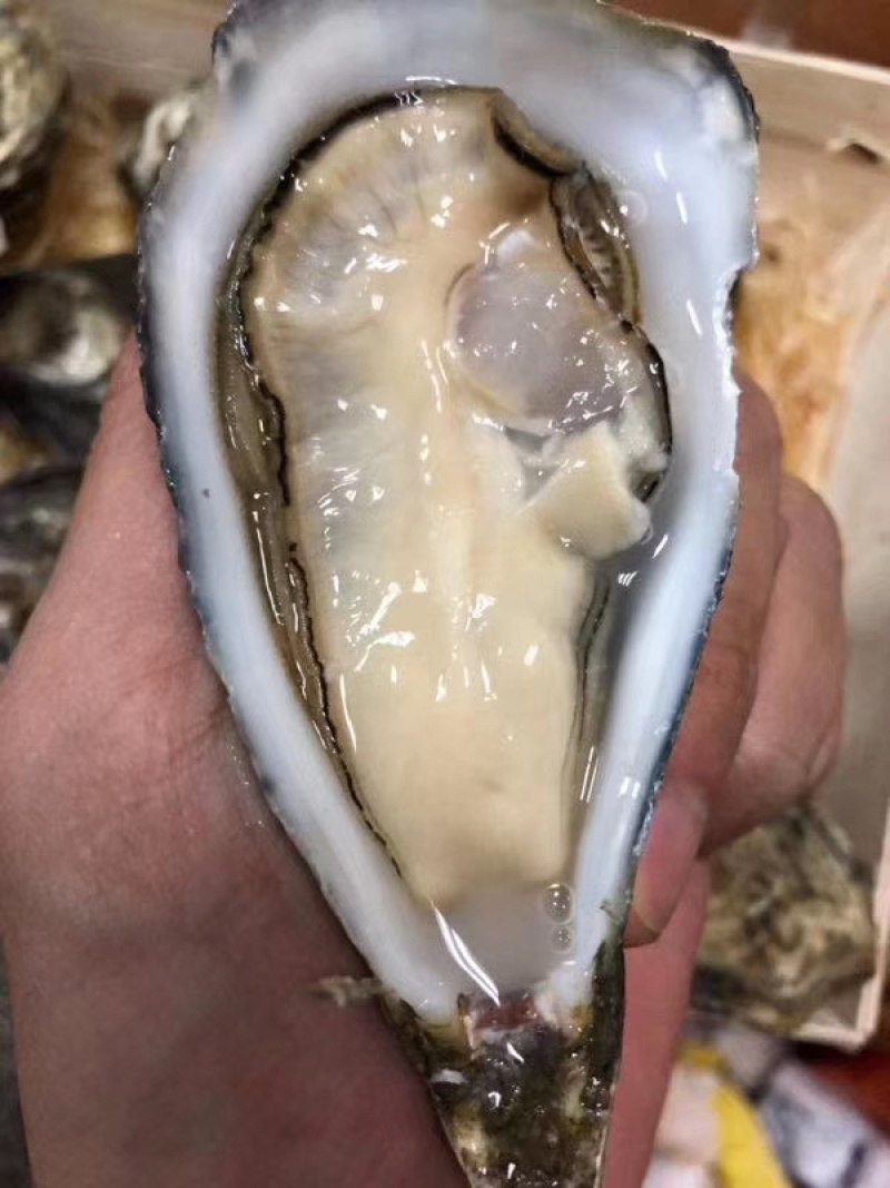 墨西哥博卡娜生蚝12只/件