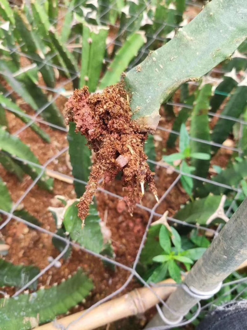 燕窝火龙果苗嫁接燕窝火龙果大红火龙果苗南北方庭院种植包邮