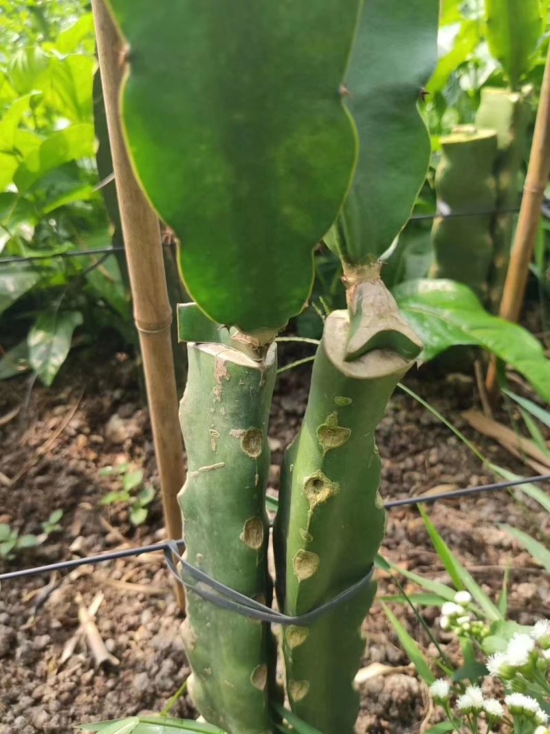 燕窝火龙果苗嫁接燕窝火龙果大红火龙果苗南北方庭院种植包邮