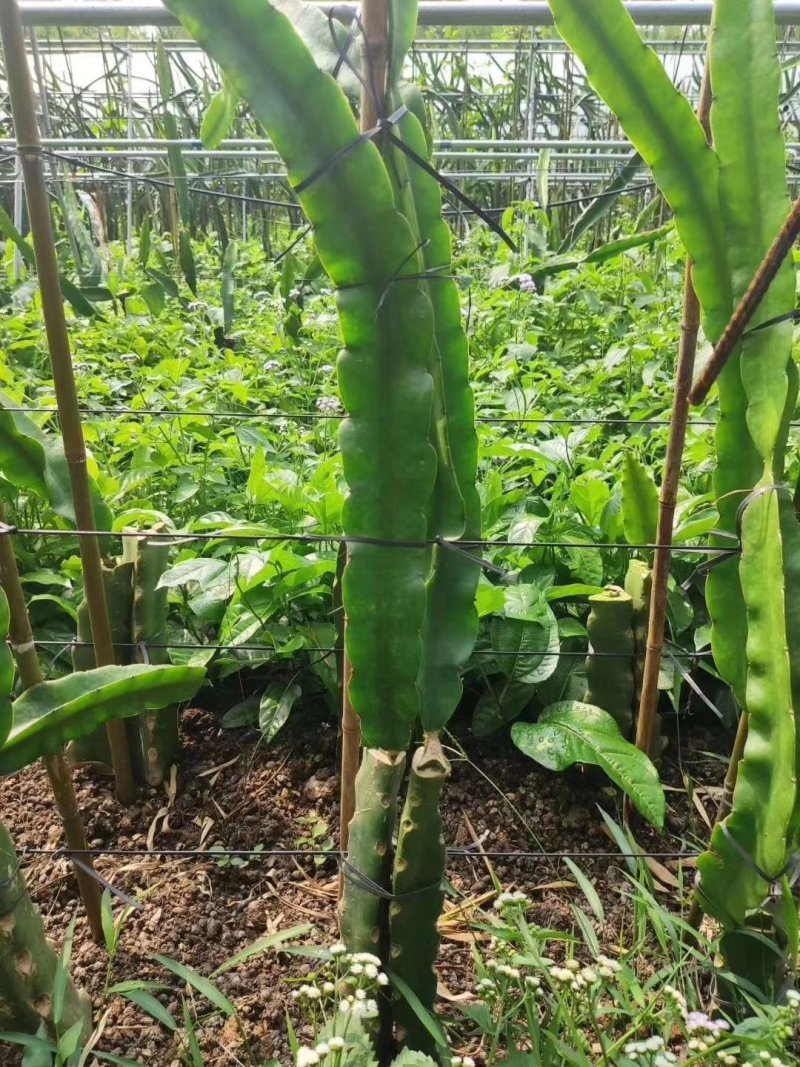 燕窝火龙果苗嫁接燕窝火龙果大红火龙果苗南北方庭院种植包邮