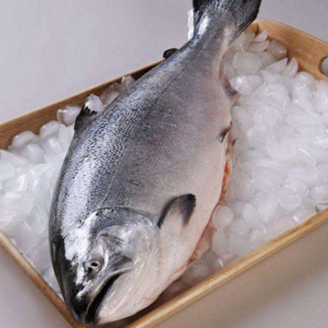 新西兰帝王鲑9-12斤刺身佳品