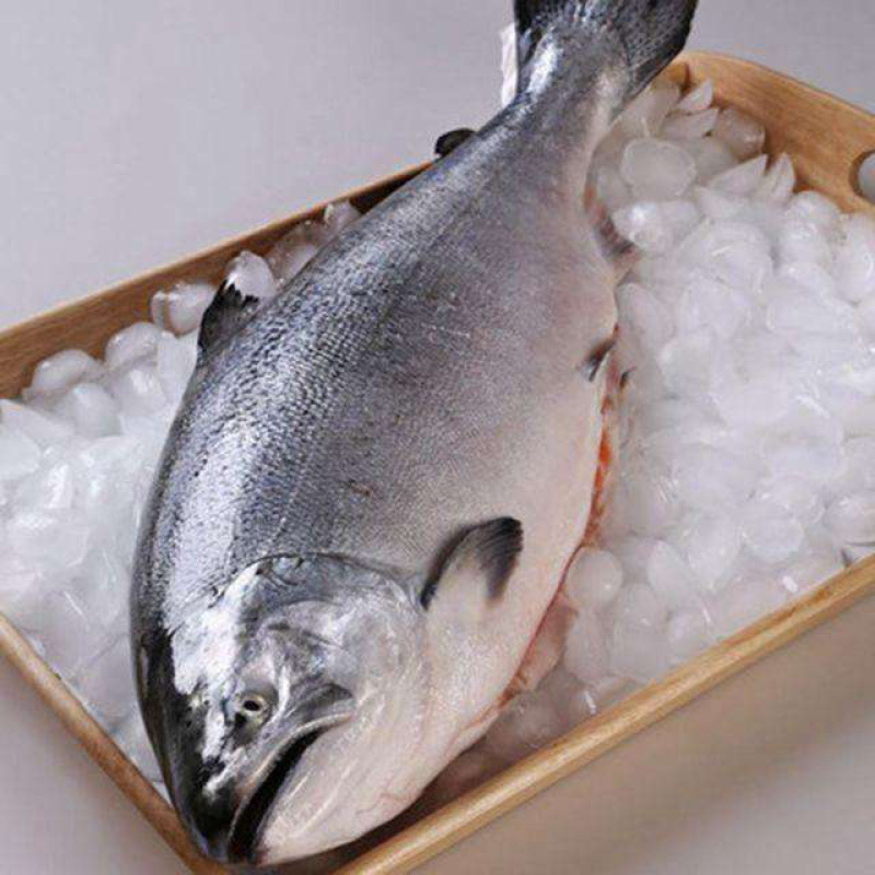 新西兰帝王鲑9-12斤刺身佳品