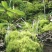 青苔，苔藓，，，，，，