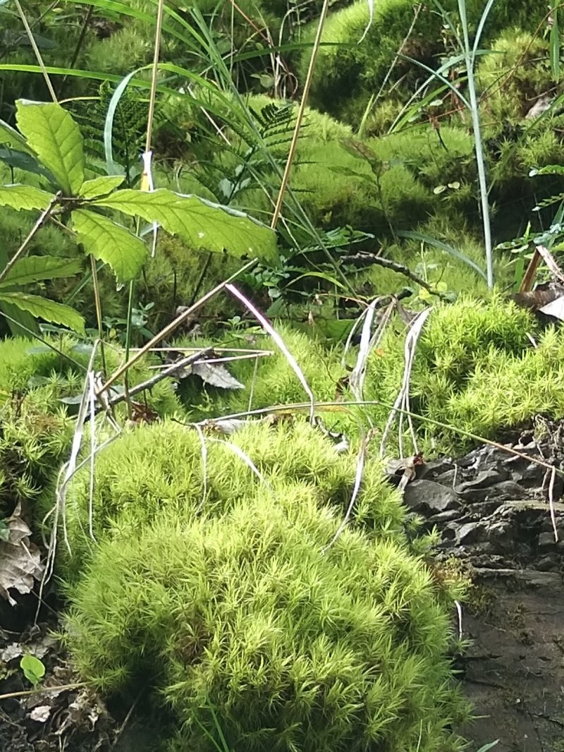 青苔，苔藓，，，，，，