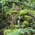 青苔，苔藓，，，，，，
