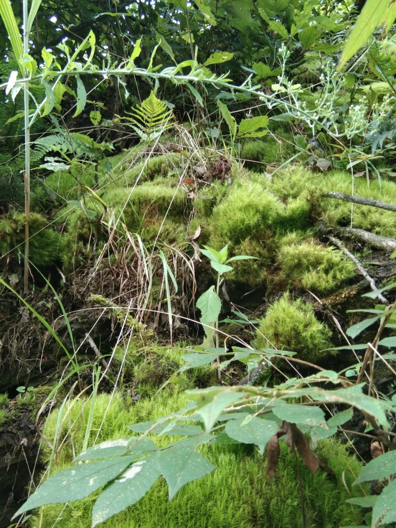 青苔，苔藓，，，，，，