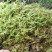 青苔，苔藓，，，，，，