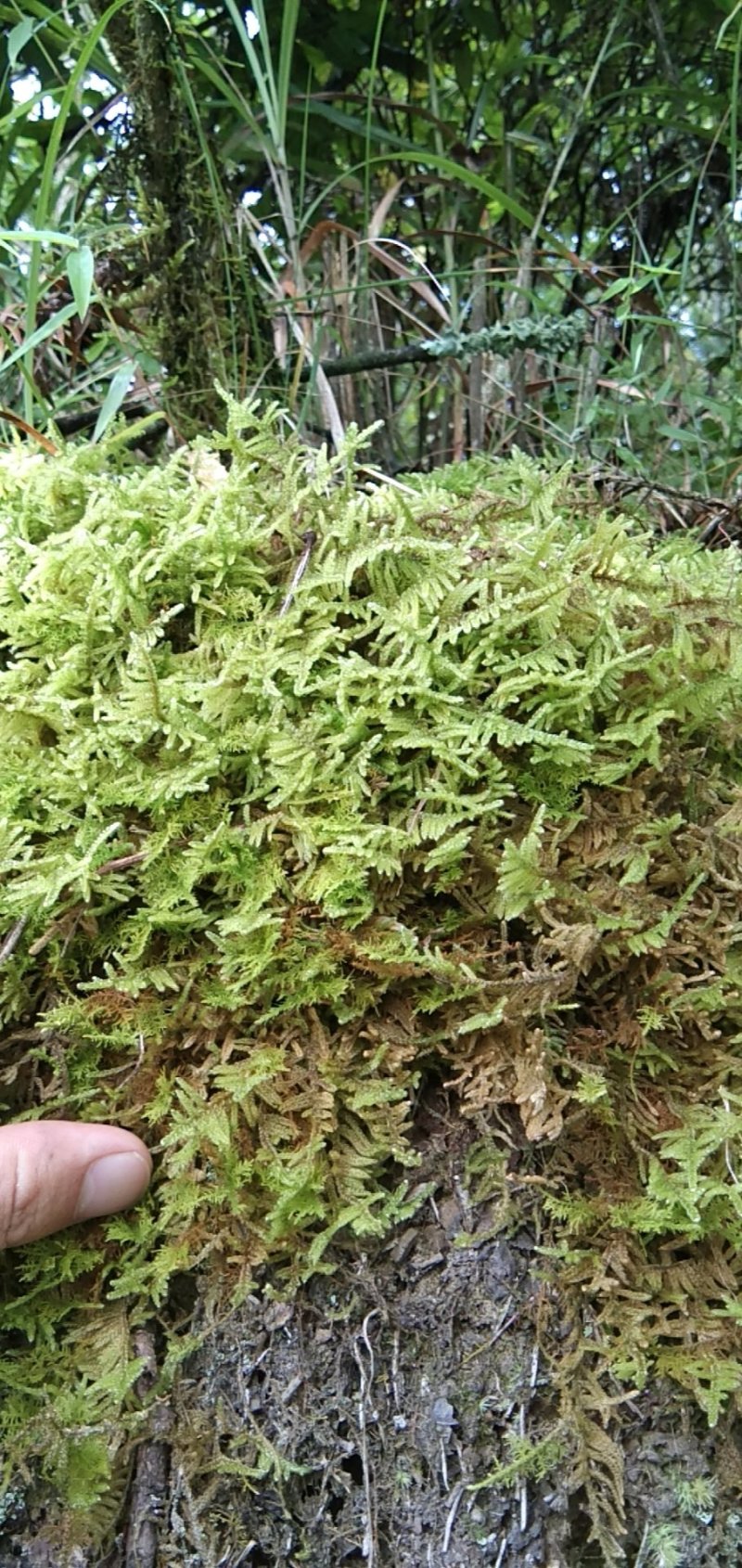 青苔，苔藓，，，，，，