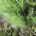 青苔，苔藓，，，，，，