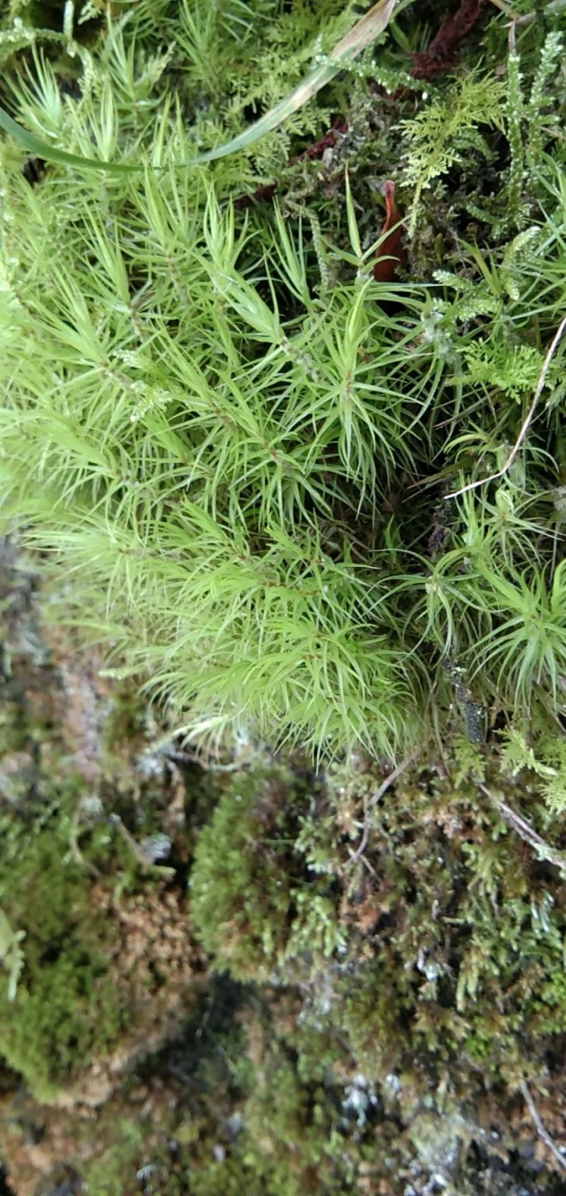 青苔，苔藓，，，，，，