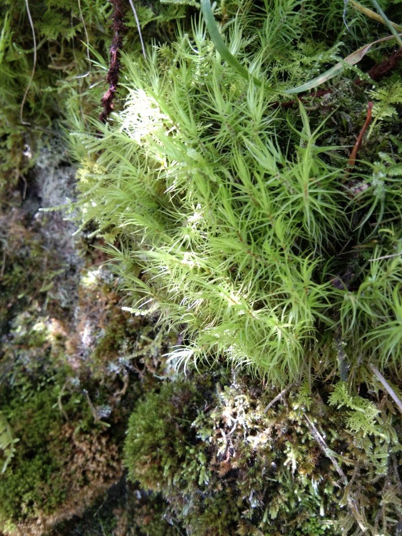 青苔，苔藓，，，，，，