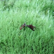 青苔，苔藓，，，，，，