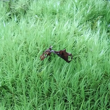 青苔，苔藓，，，，，，
