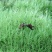 青苔，苔藓，，，，，，