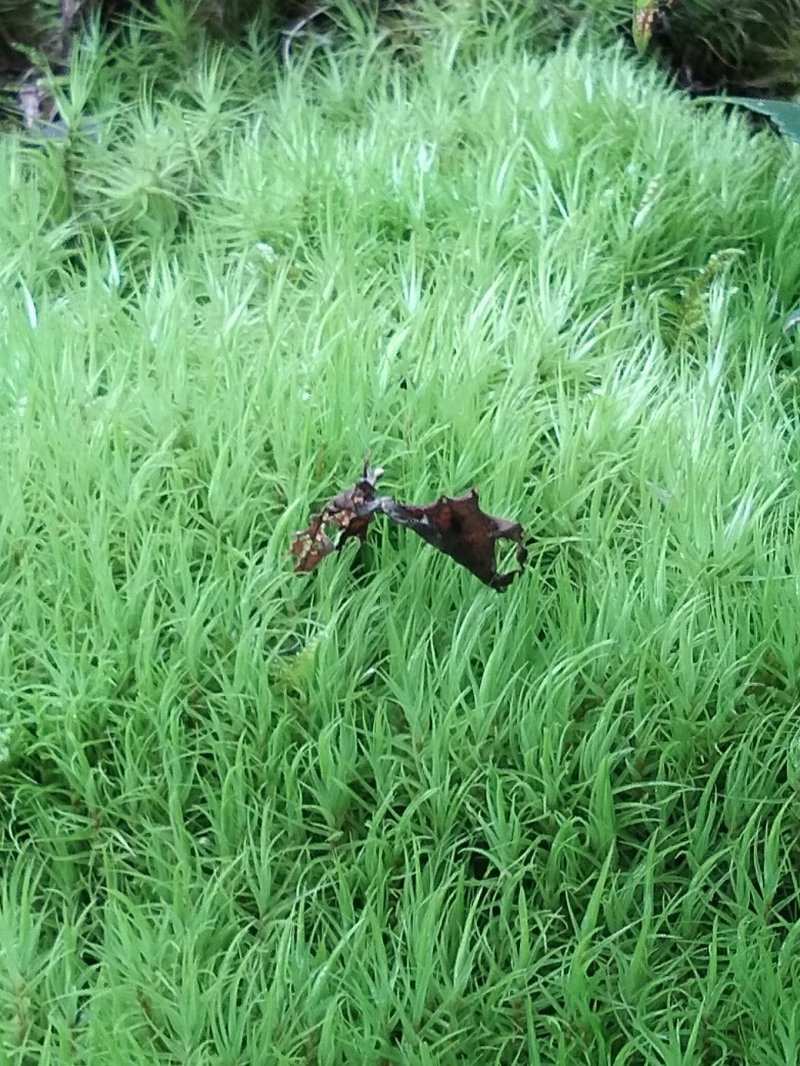 青苔，苔藓，，，，，，