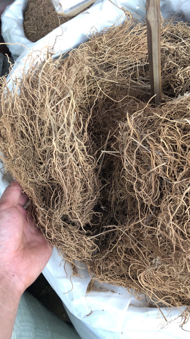 中药材新货纯根徐长卿货好无硫黄