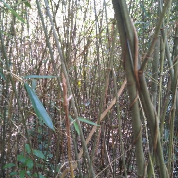 箭竹实心竹
