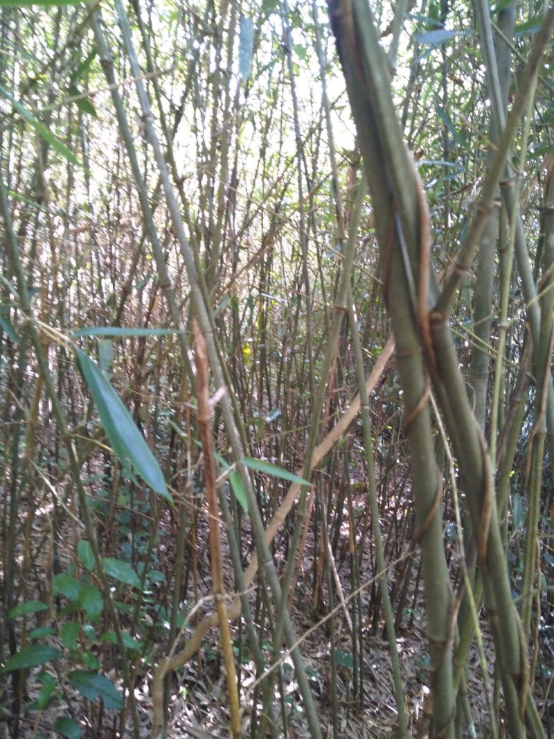 箭竹实心竹