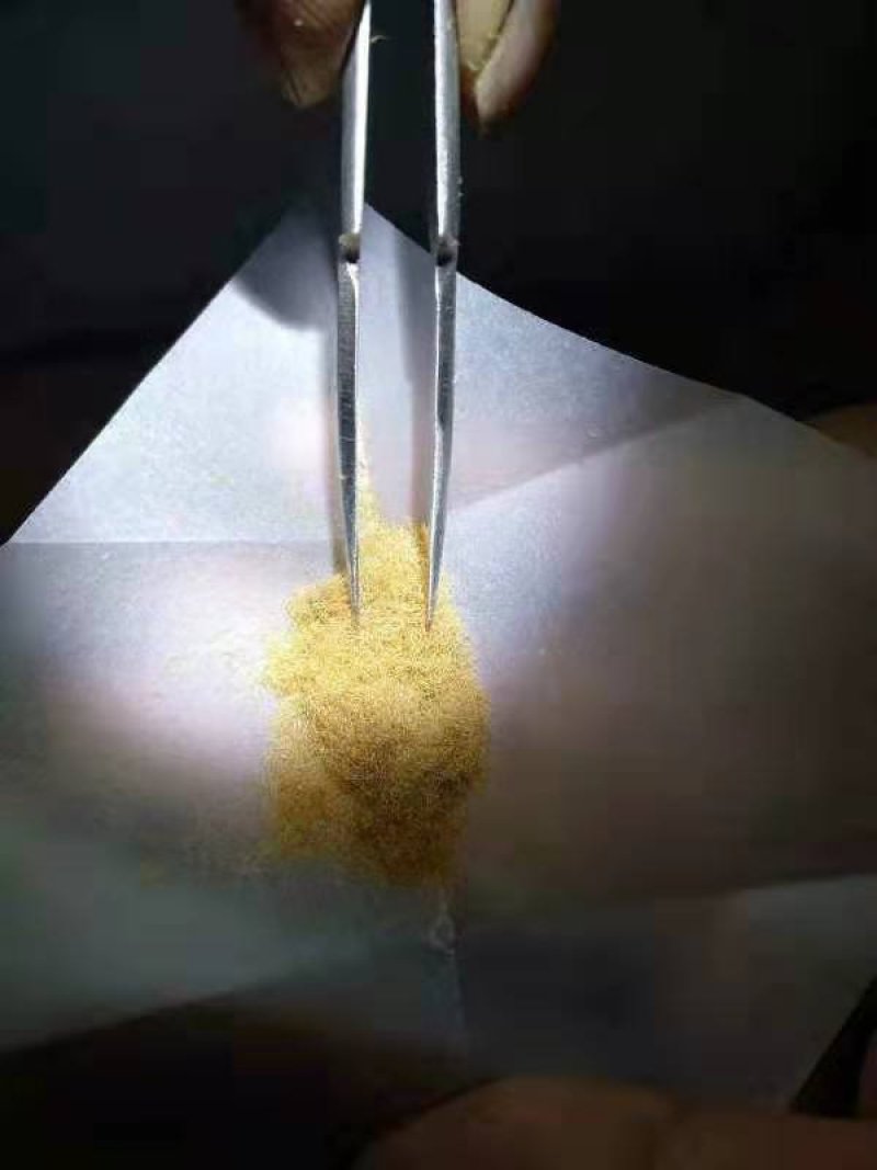 金线莲种子