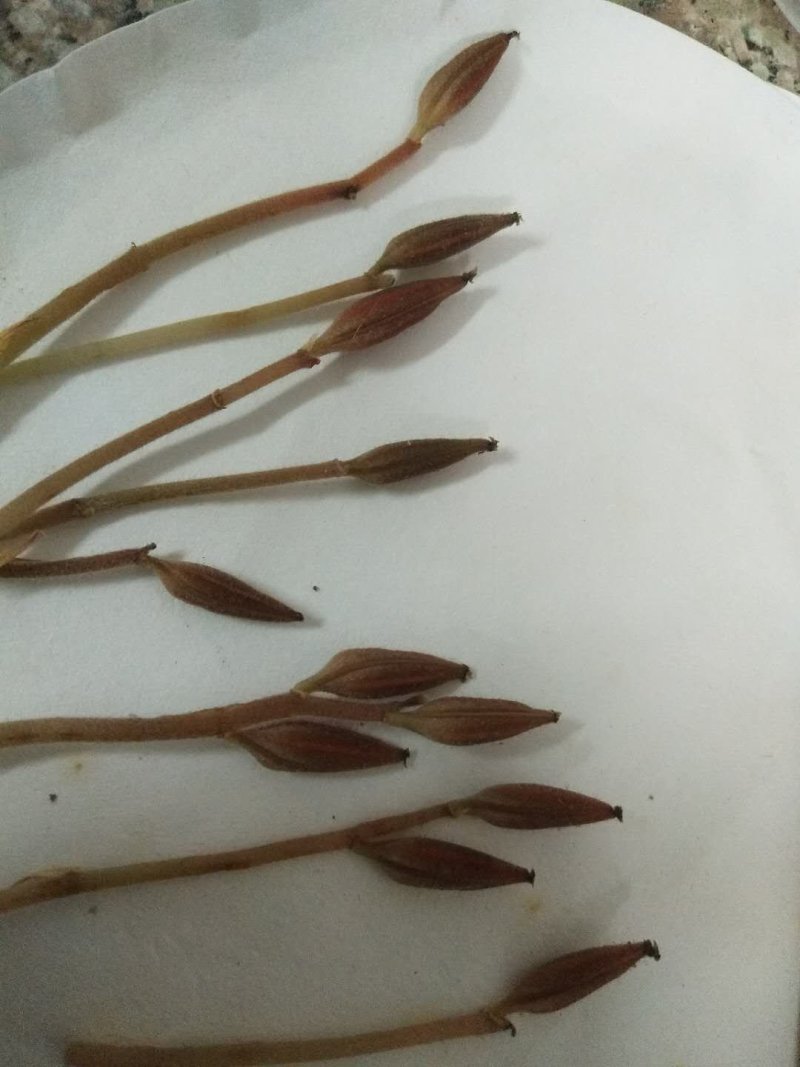 金线莲种子