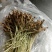 金线莲种子