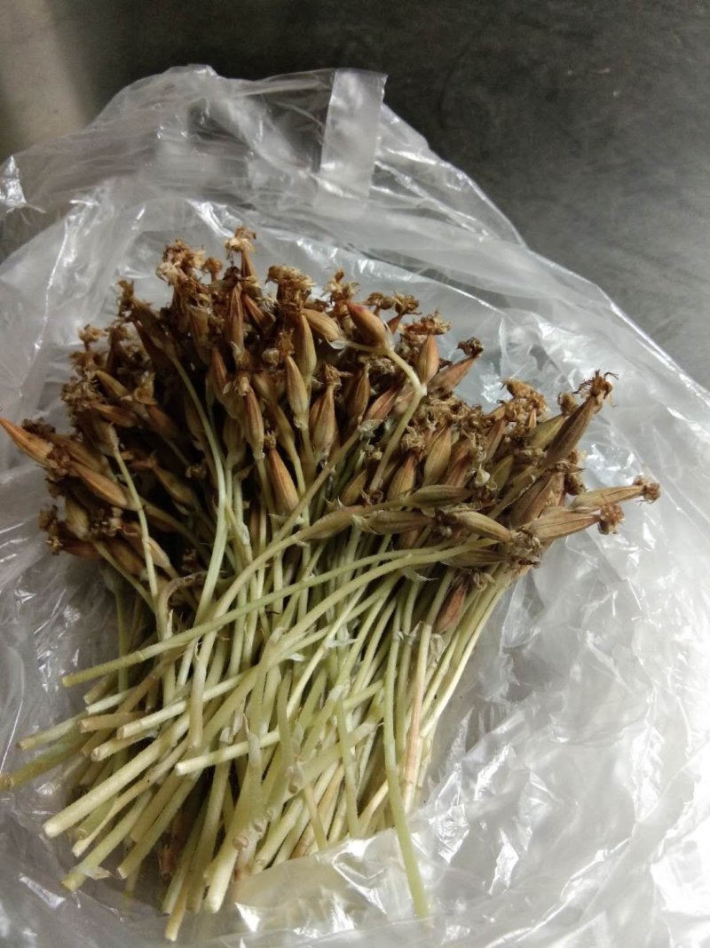 金线莲种子