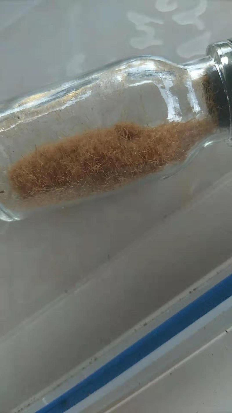 金线莲种子