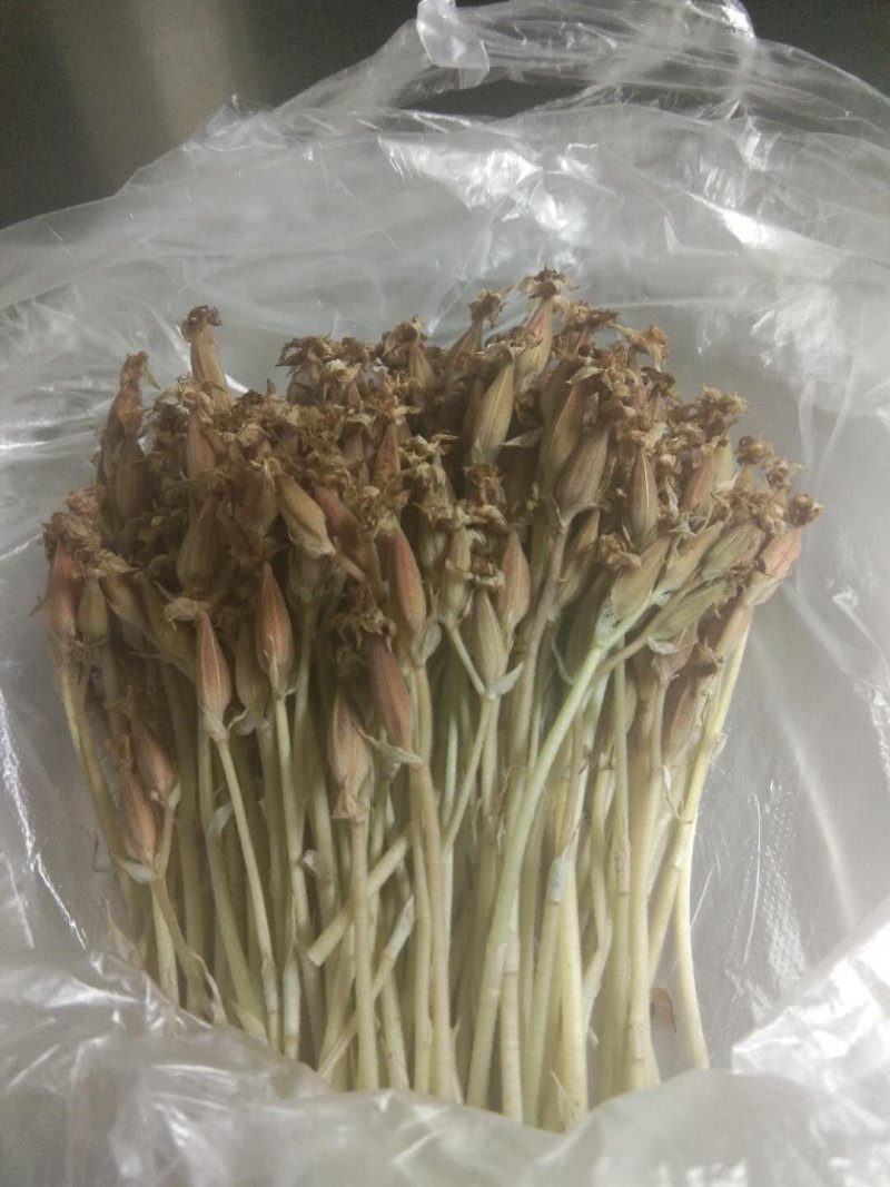 金线莲种子