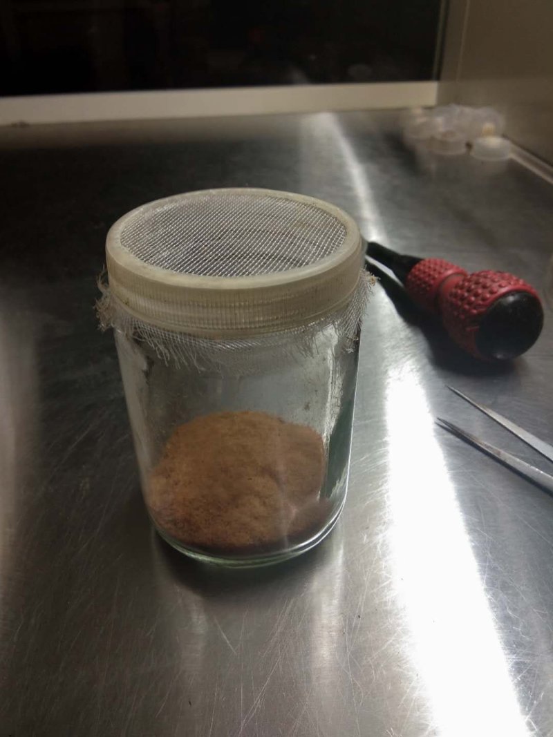 金线莲种子