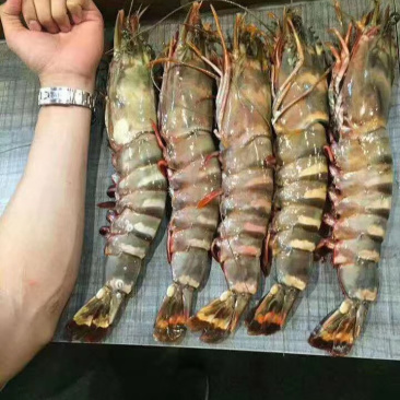 印尼大虎虾