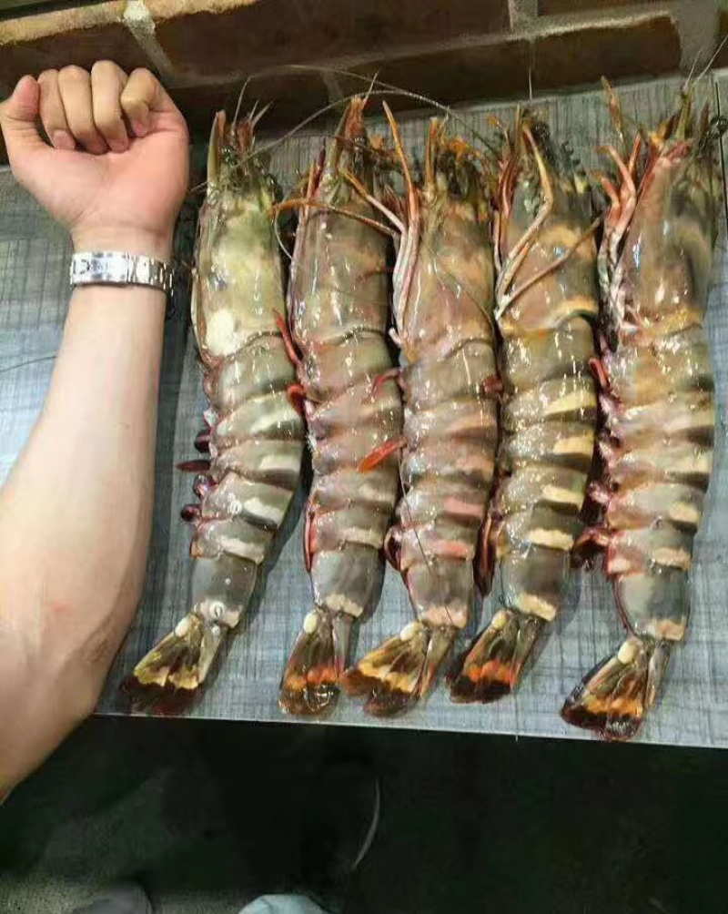 印尼大虎虾
