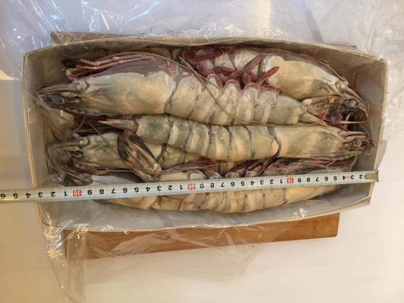 印尼大虎虾