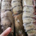 印尼大虎虾