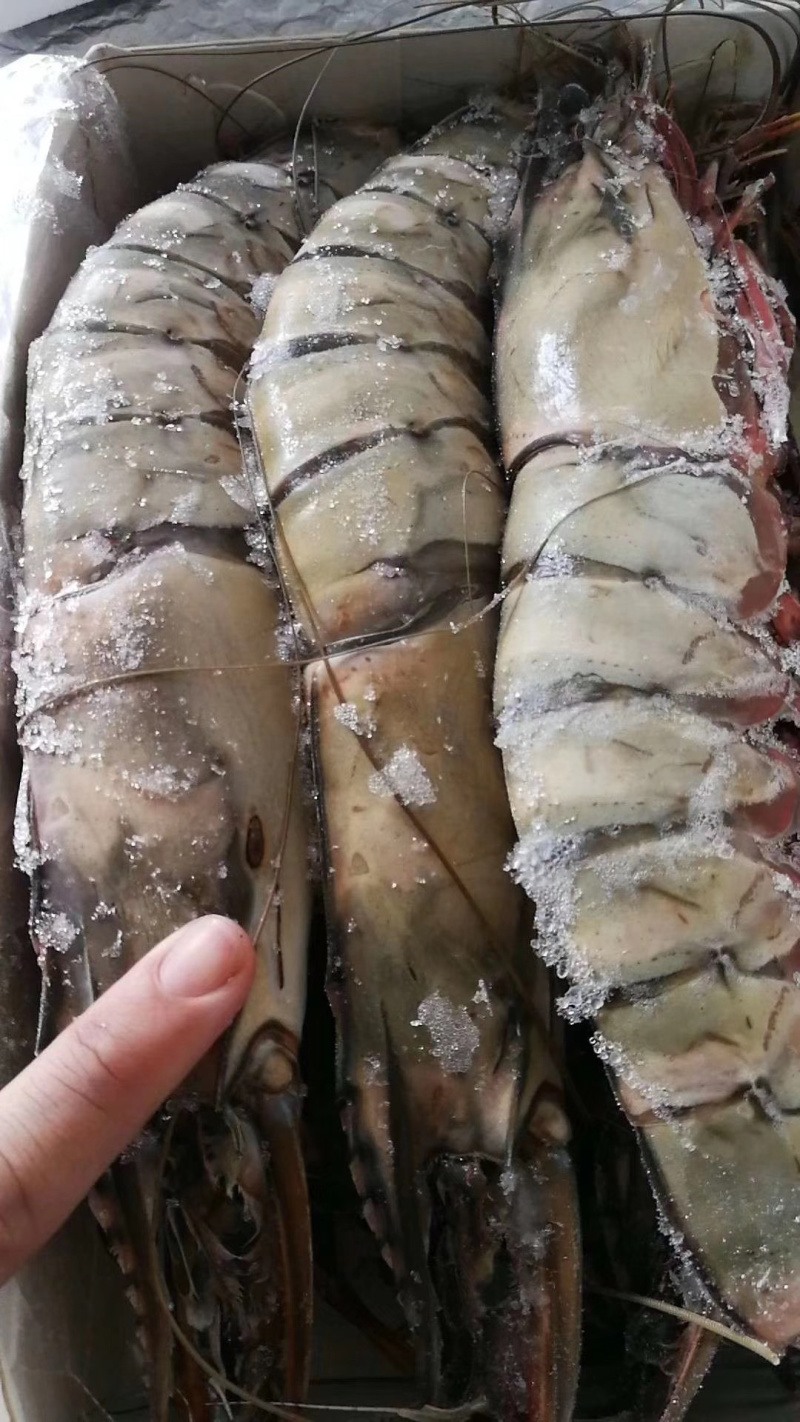 印尼大虎虾