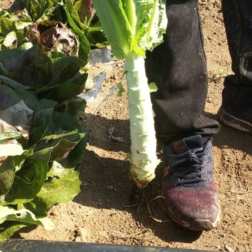 莴苣